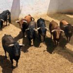 Toros de San Pelayo y Juan Pedro Domecq para Huelva