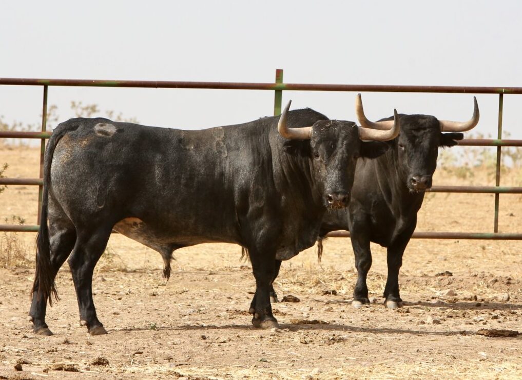 Adolfo Martín: "No vamos a llevar la ganadería al matadero”