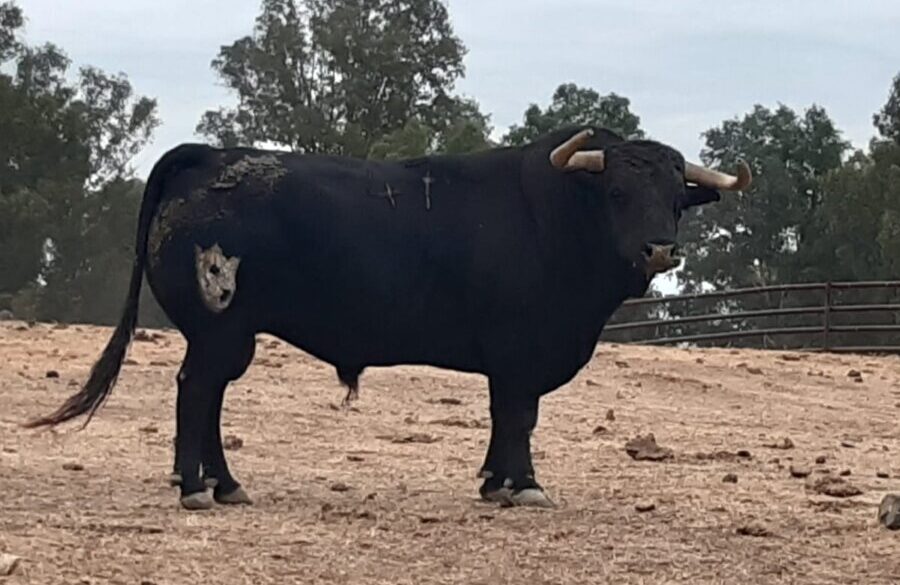 Los juampedros para este sábado en Granada