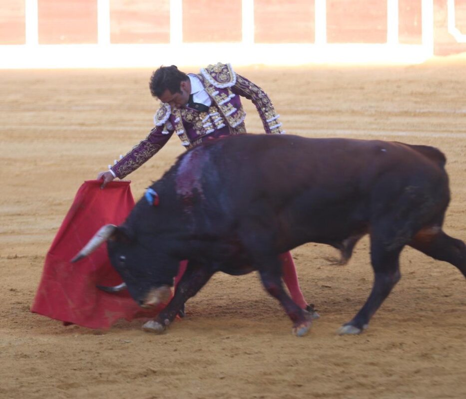 Virrey, embistiendo por derecho a la muleta de El Fandi.