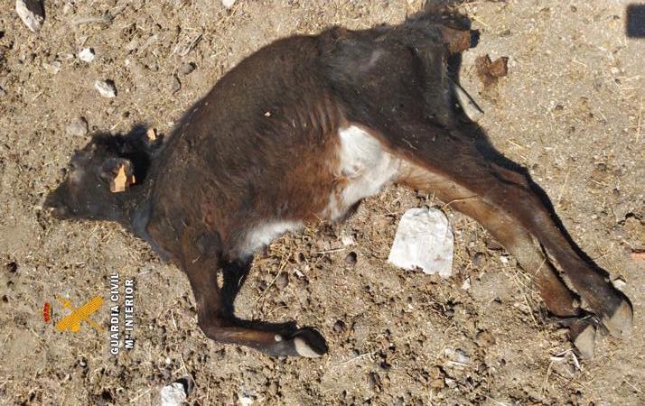 Alertan de varios casos de toreo furtivo