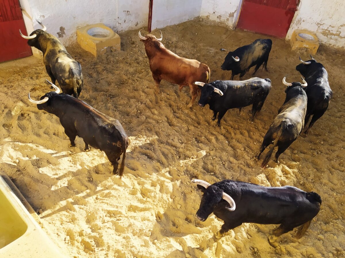 La Junta de Andalucía autoriza los festejos taurinos de Jaén