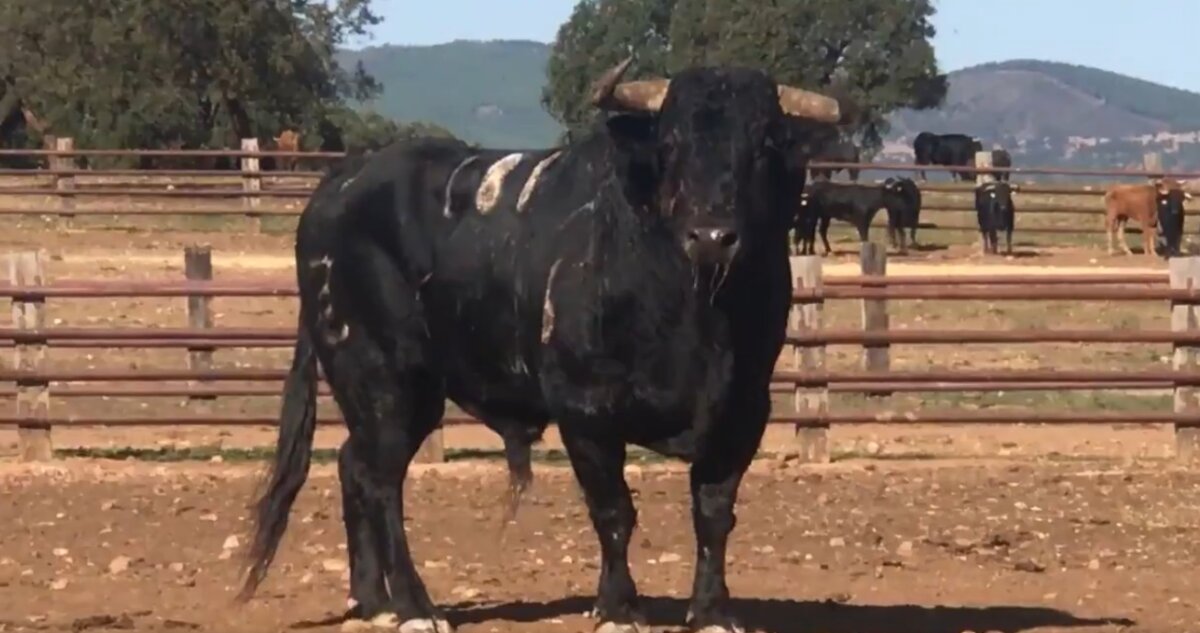 Doctor, de Zalduendo, se recupera en el campo