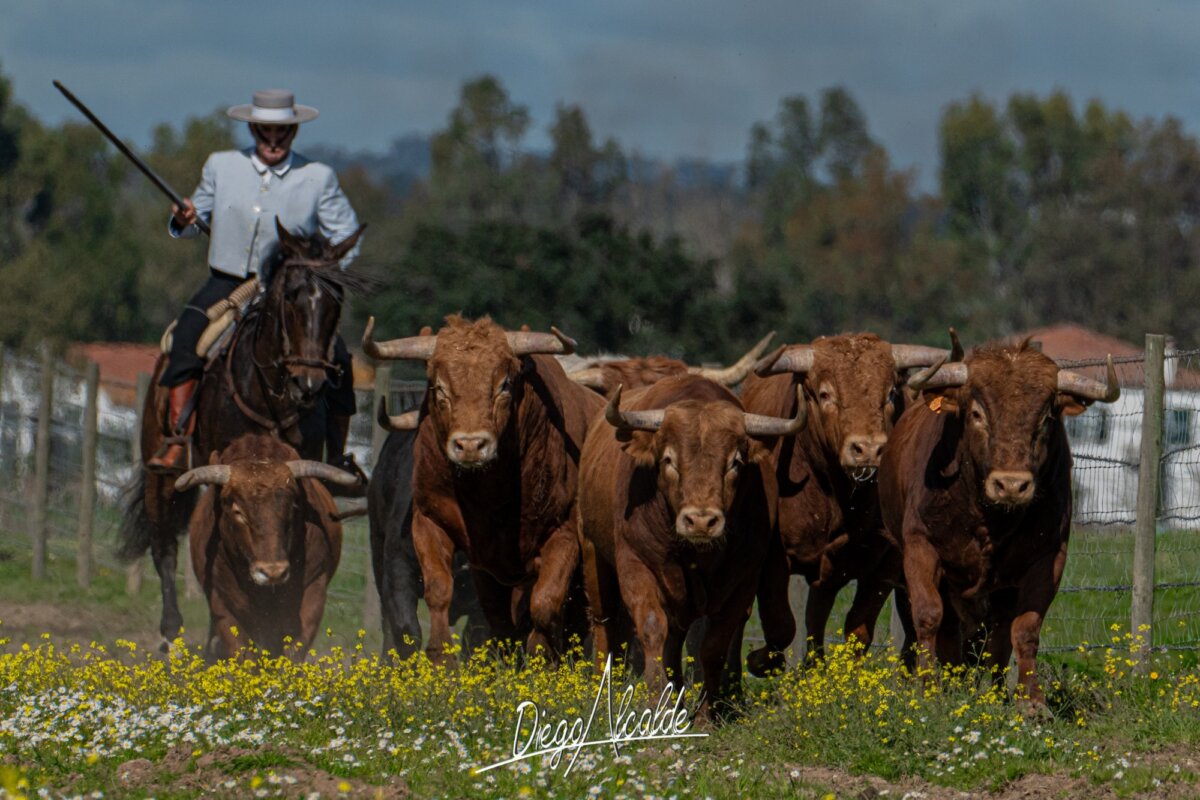 Núñez de Tarifa, la belleza Cuvillo en Portugal