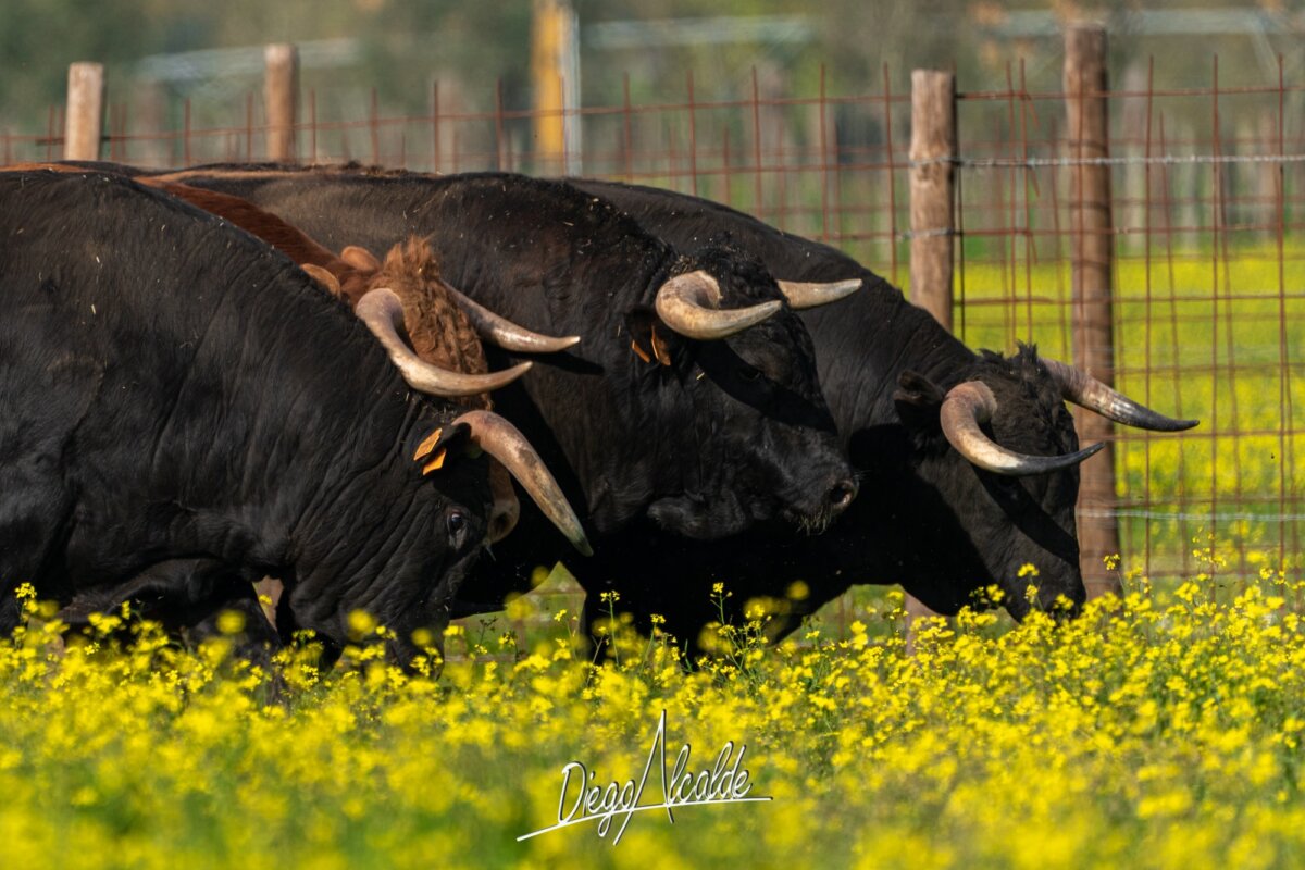Animalismo sospechoso