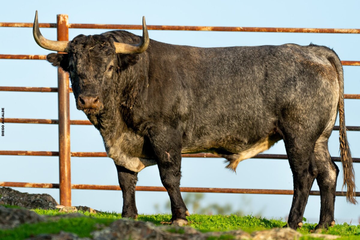 Victorino sobre los toros para Logroño: “Todos son cinqueños, están muy hechos y cuajados”