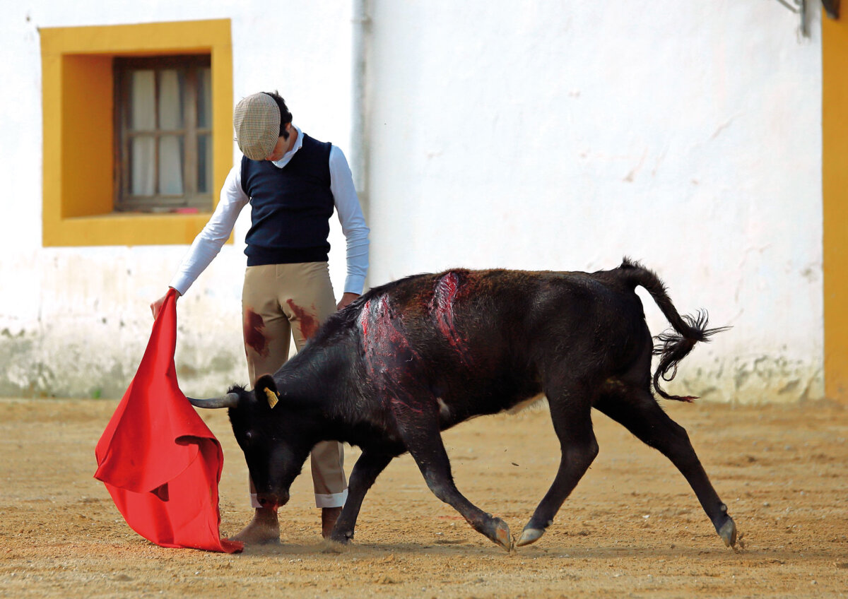 El novillero Polope, herido en el campo