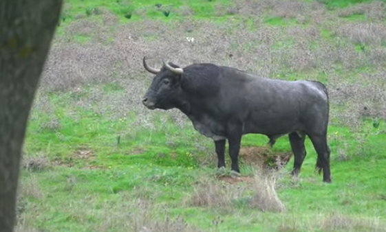 Muralista ya está con las vacas: "Lo echamos en esta época para concentrar partos"