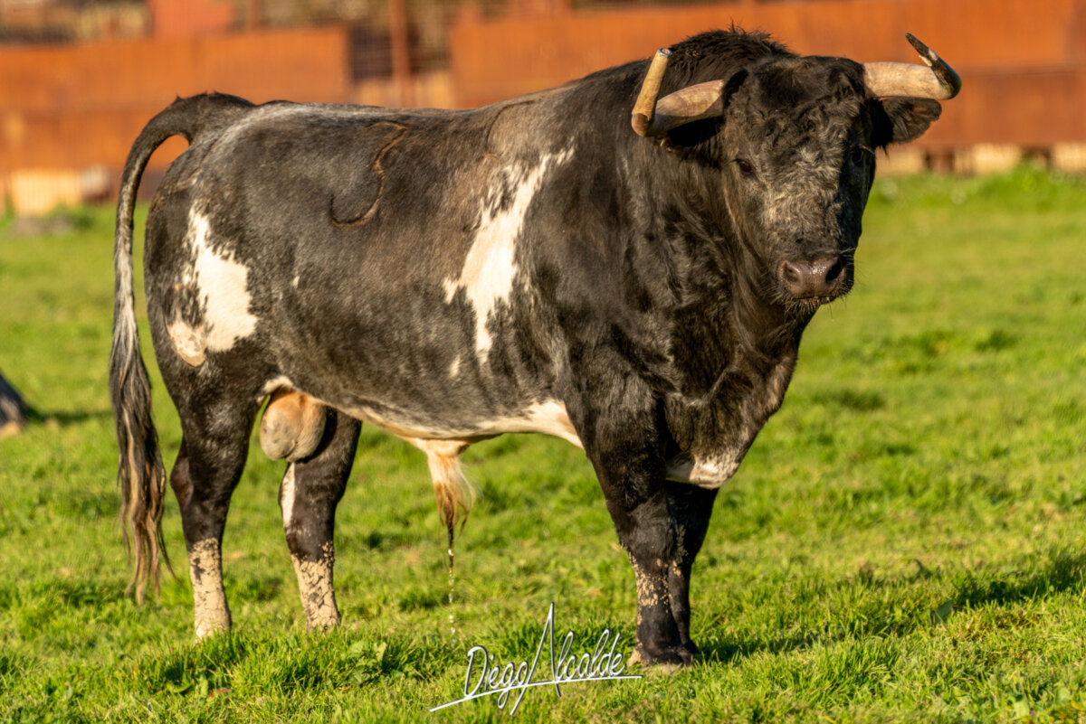 Esplendor Santa Coloma en San Martín