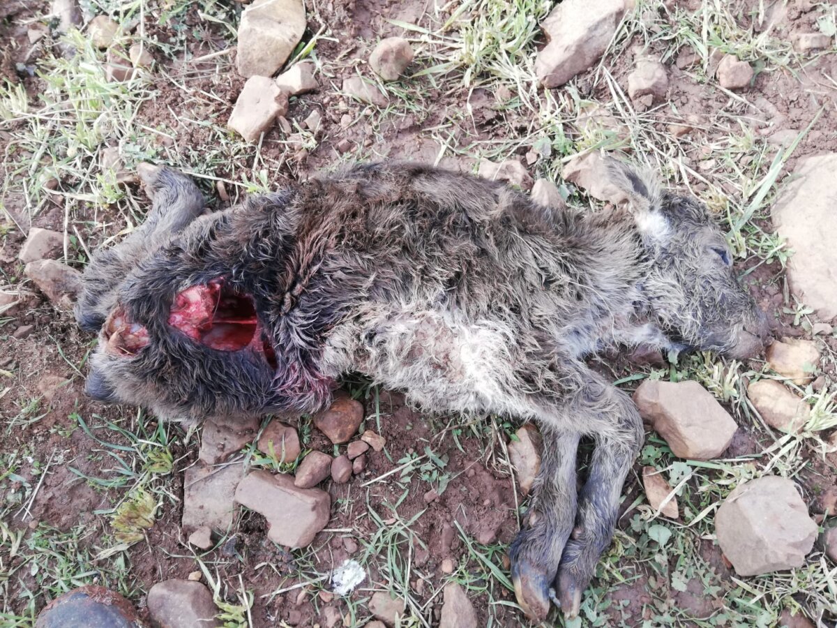 Los buitres se ceban con El Montecillo