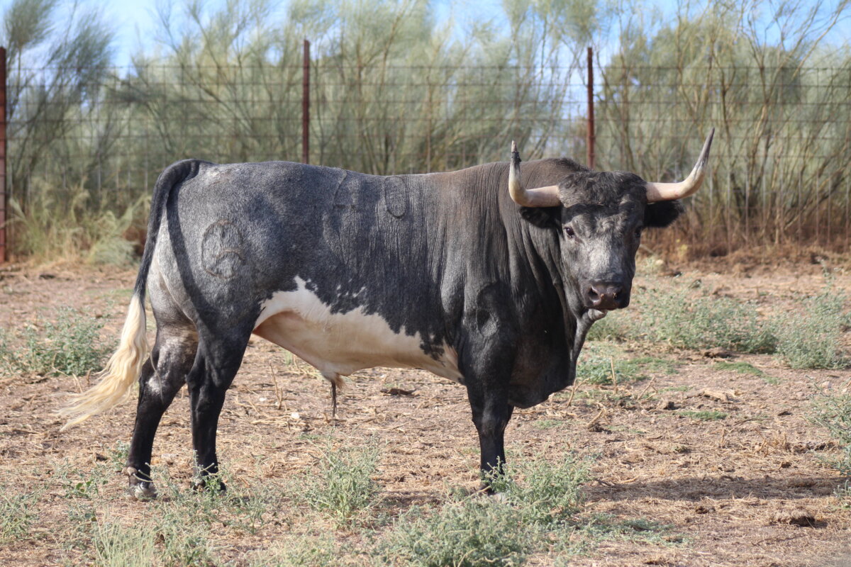 San Martín Aplausos.es