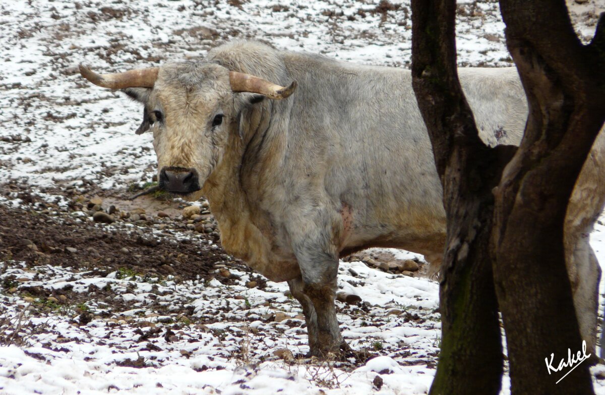 José Luis  Marcuello: "Es muy duro enviar a los animales al matadero, es destruir una riqueza genética tremenda”