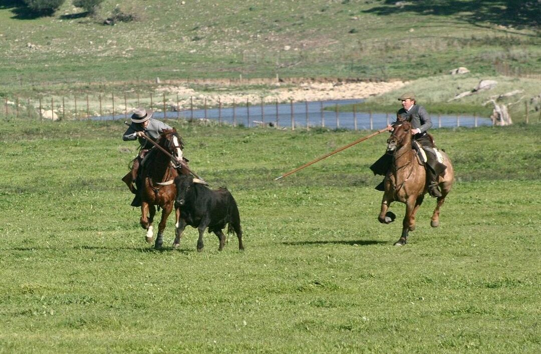 La prueba de la bravura a campo abierto en El Jabato