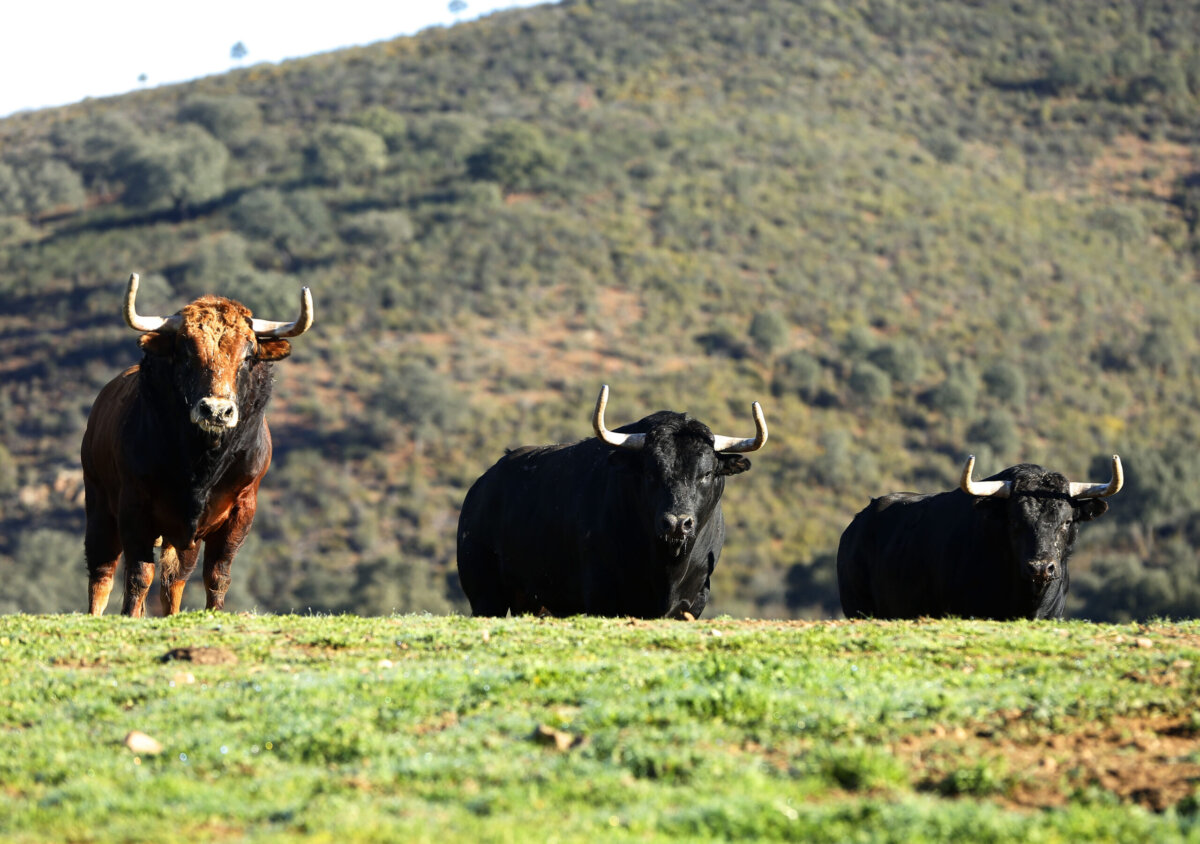 El Parralejo, un ascenso vertiginoso por vía Fuente Ymbro y Jandilla