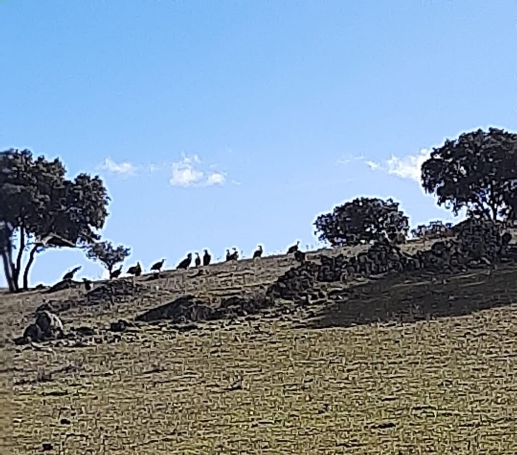 Los buitres, al acecho en la finca de Montealto.