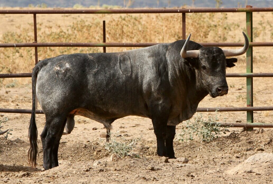 Sevillanito, nº 50, de Adolfo Martín, estaba reseñado para Las Ventas. Este es su trapío ahora mismo. Foto: Templaíto.