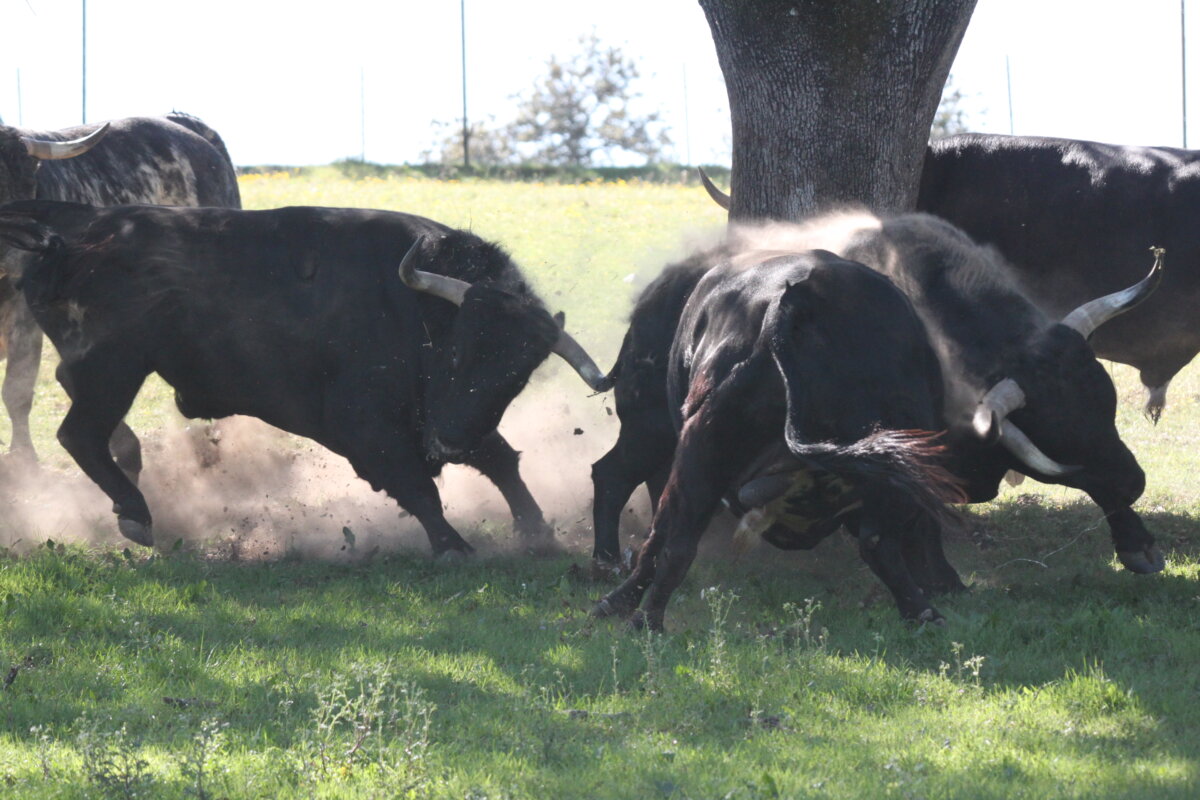 La bravura, la conclusión