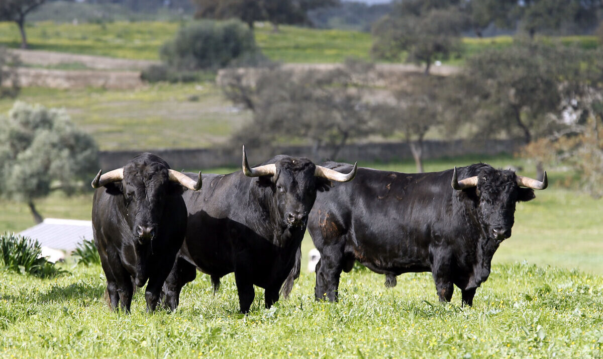 Una corrida de Cuadri y una novillada de Murteira Grave, alicientes en Cortegana