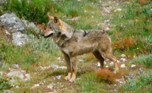 Foto: Fundación Artemisan