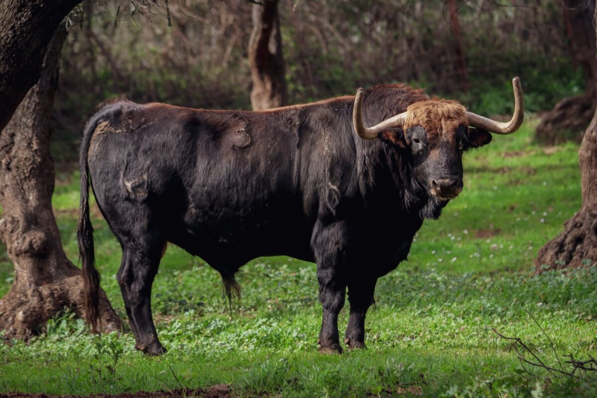 Los toros de Domínguez Camacho para el primer festejo taurino del año