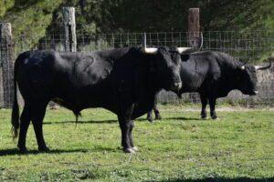 Toro de Raso de Portillo reseñado para Ceret.