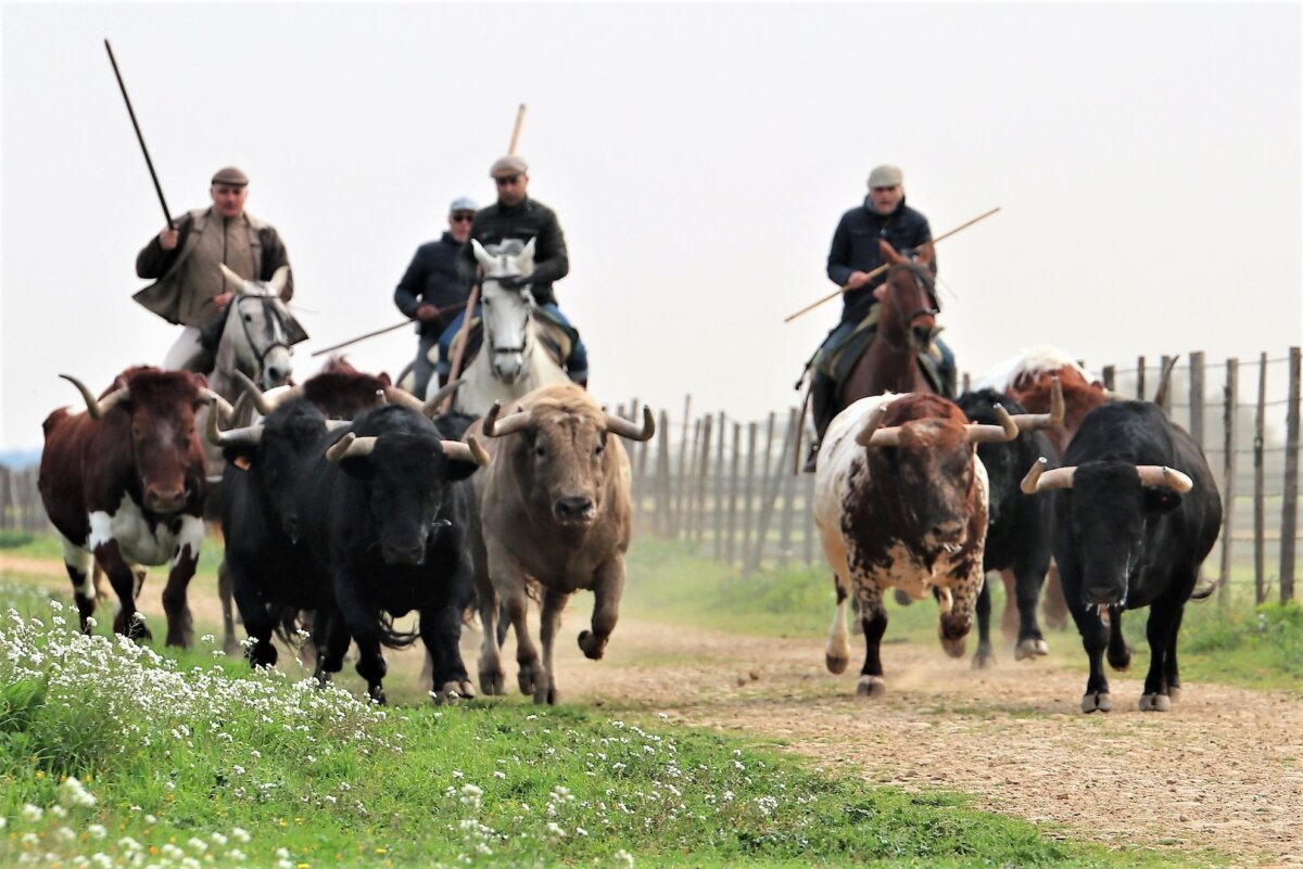 Los espectaculares toros de Concha y Sierra en su 150º aniversario