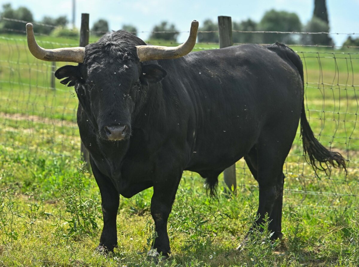 Los imponentes toros de Veiga Teixeira para Vila Franca de Xira