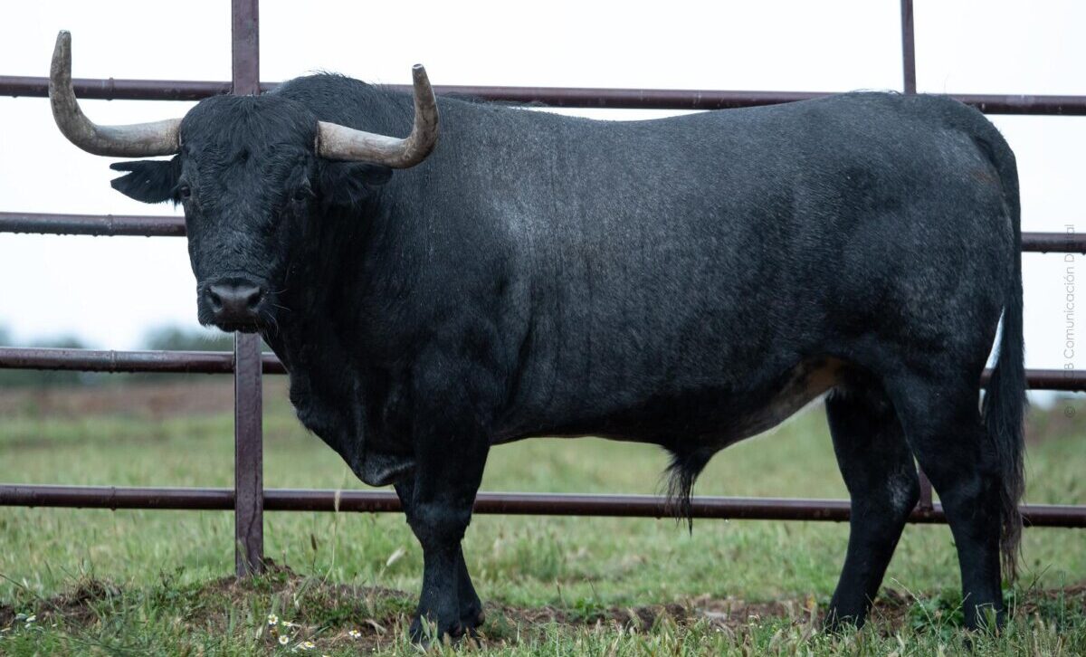 Adolfo Martín, ante su debut en Vistalegre: “La corrida es cinqueña, con trapío de plaza de primera”