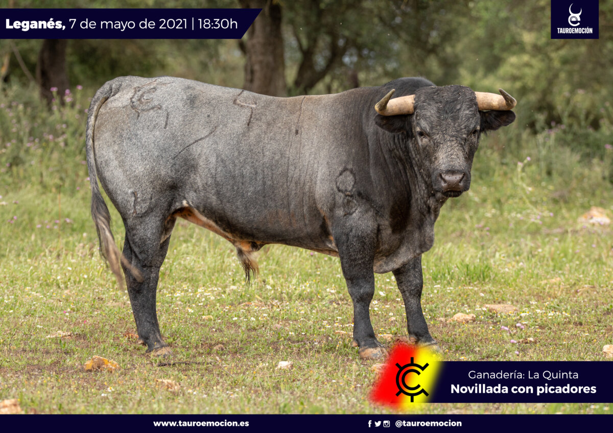 Estos son los novillos de La Quinta que abrirán Leganés