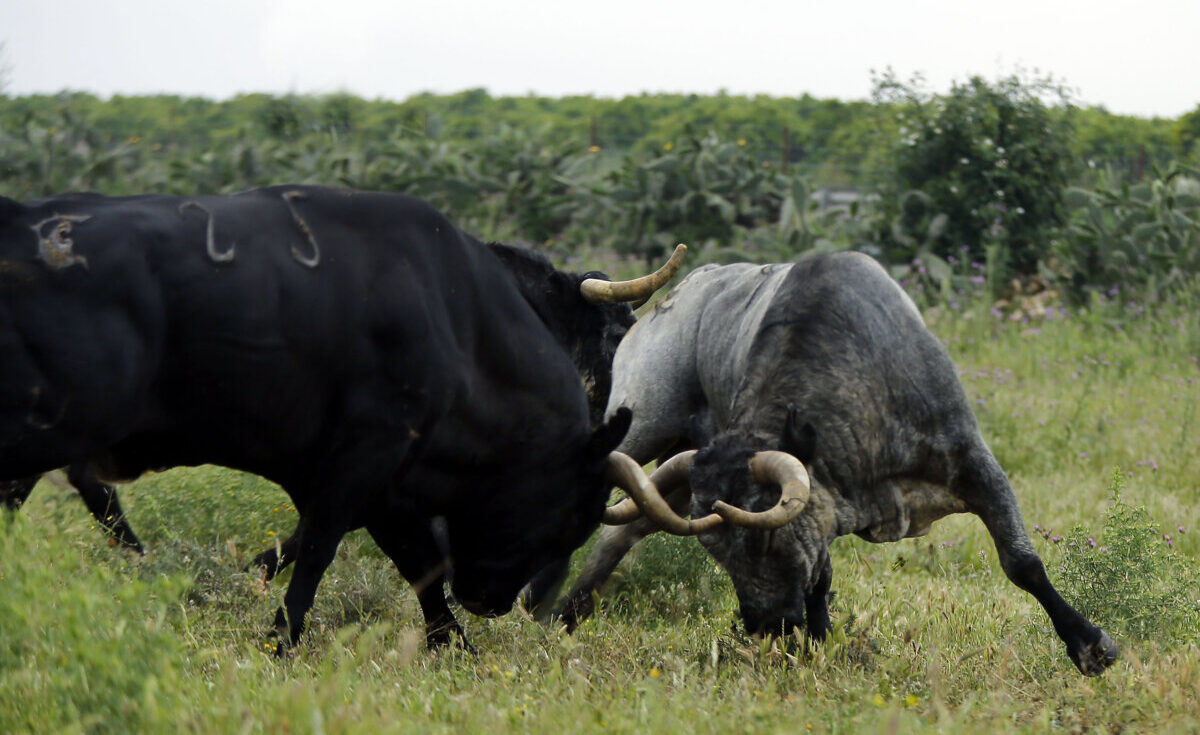 "Nos gusta la seriedad y la dificultad para entender esta embestida"