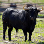 Regatero I, en el campo. Foto: Arjona