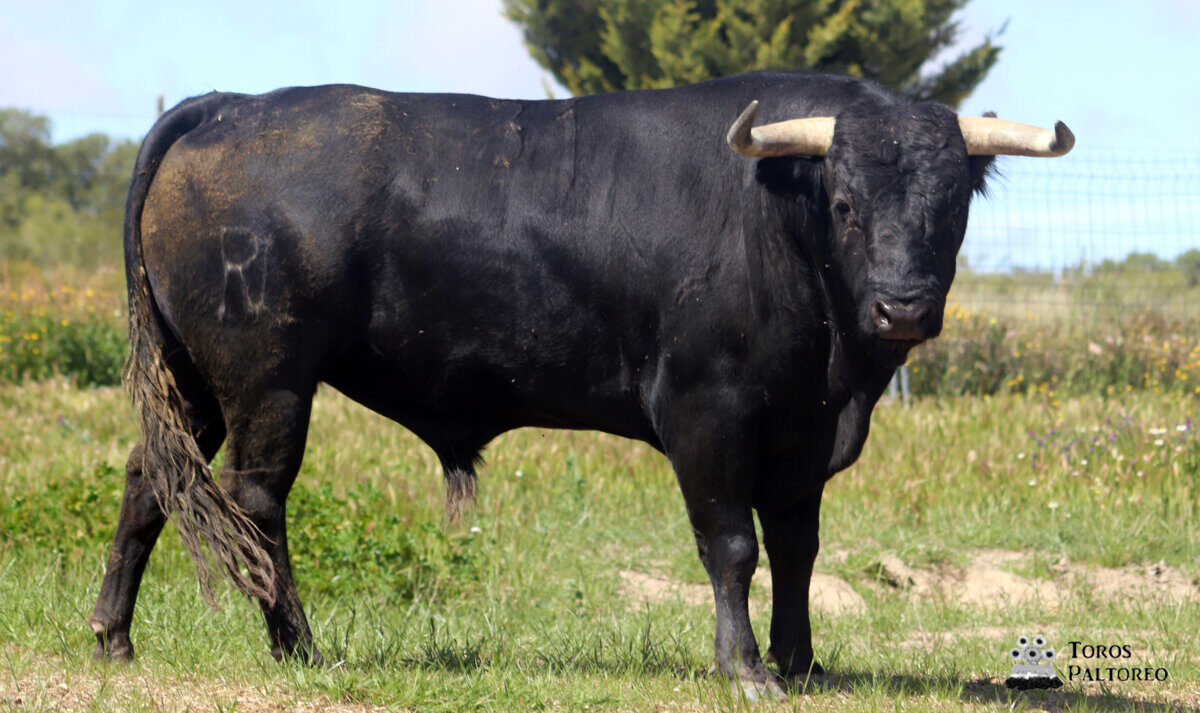 Los toros de Mariano de León para Casarrubios del Monte