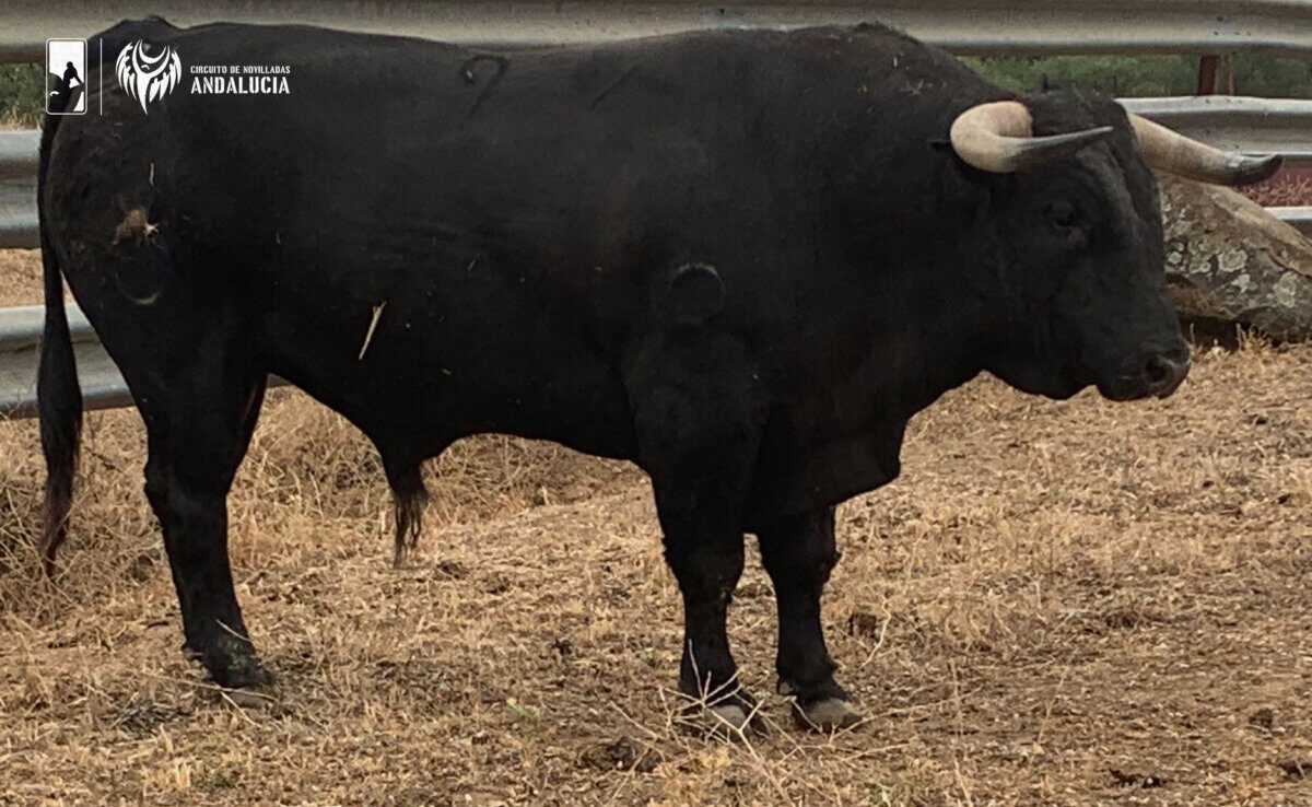 Chamaco vs Soto de la Fuente, en la primera semifinal del circuito andaluz
