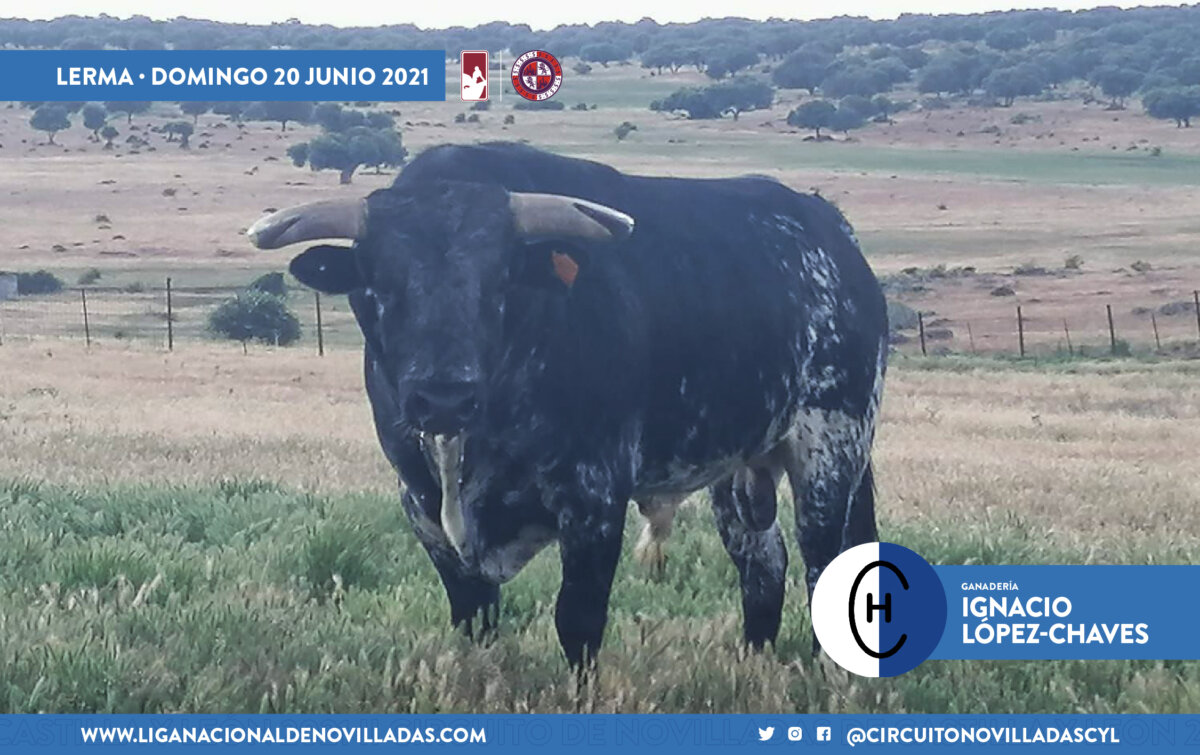 Ignacio López-Chaves y Antonio Bañuelos, tercer duelo ganadero del Circuito de Castilla y León