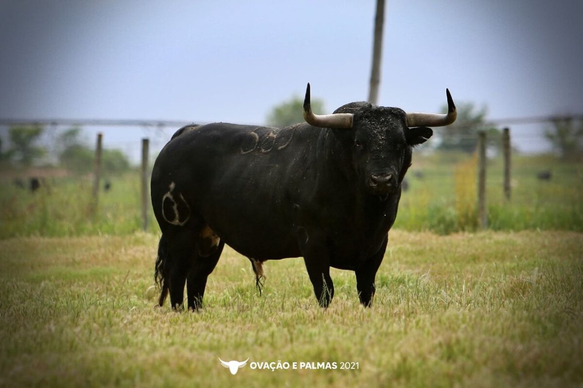 La espectacular corrida de Canas Vigouroux para Campo Pequeno