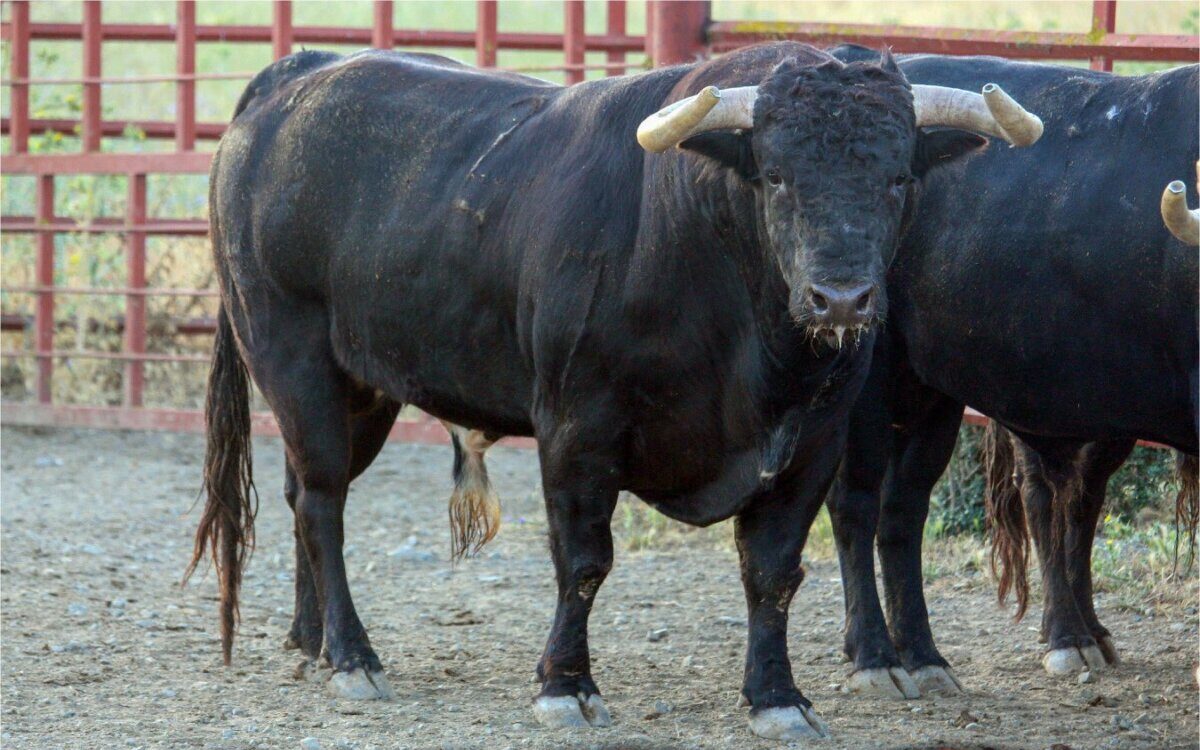 Los toros de El Torero para este sábado en Utrera