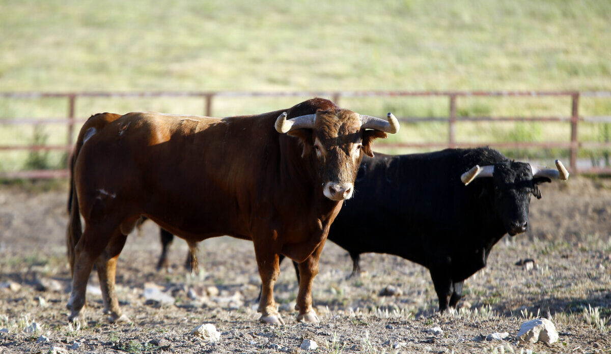 Santiago Domecq: “Este año en nuestra ganadería no ha cambiado nada”