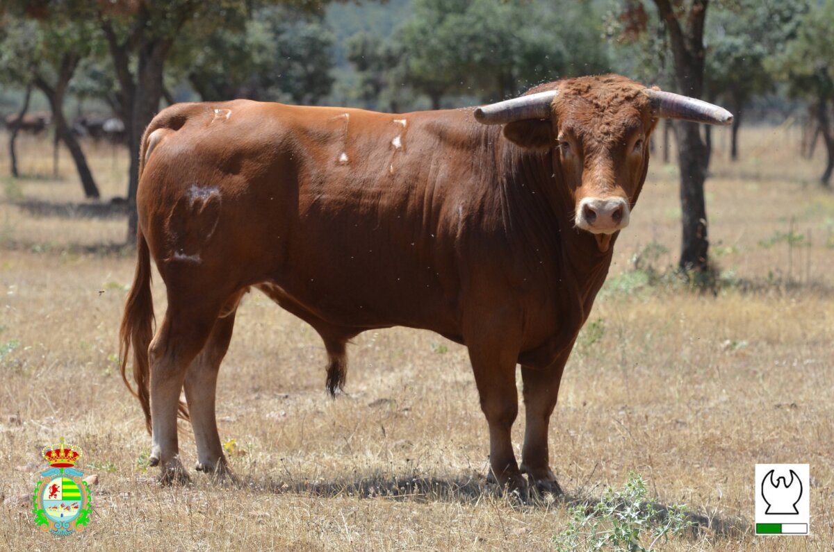 Los seis de Sánchez de León y Sagrario Moreno para la semifinal de Villaseca