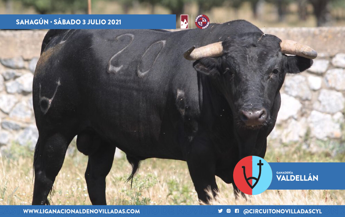 Los novillos de Valdellán y Montalvo para la primera semifinal de Castilla y León