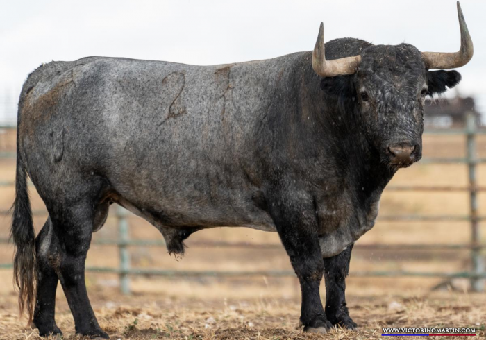 Serios y agresivos victorinos para Las Ventas