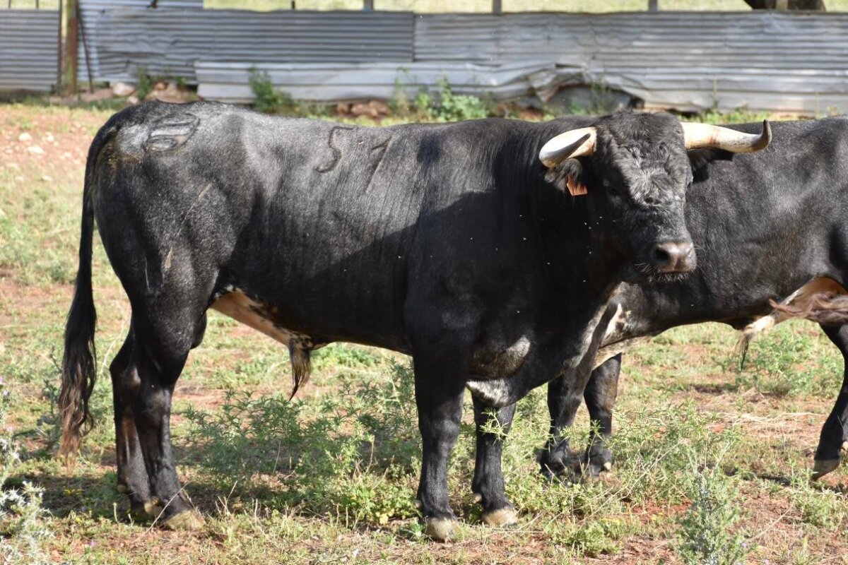 Seis ganaderías para un torero: los novillos para el festejo en solitario de Francisco Montero
