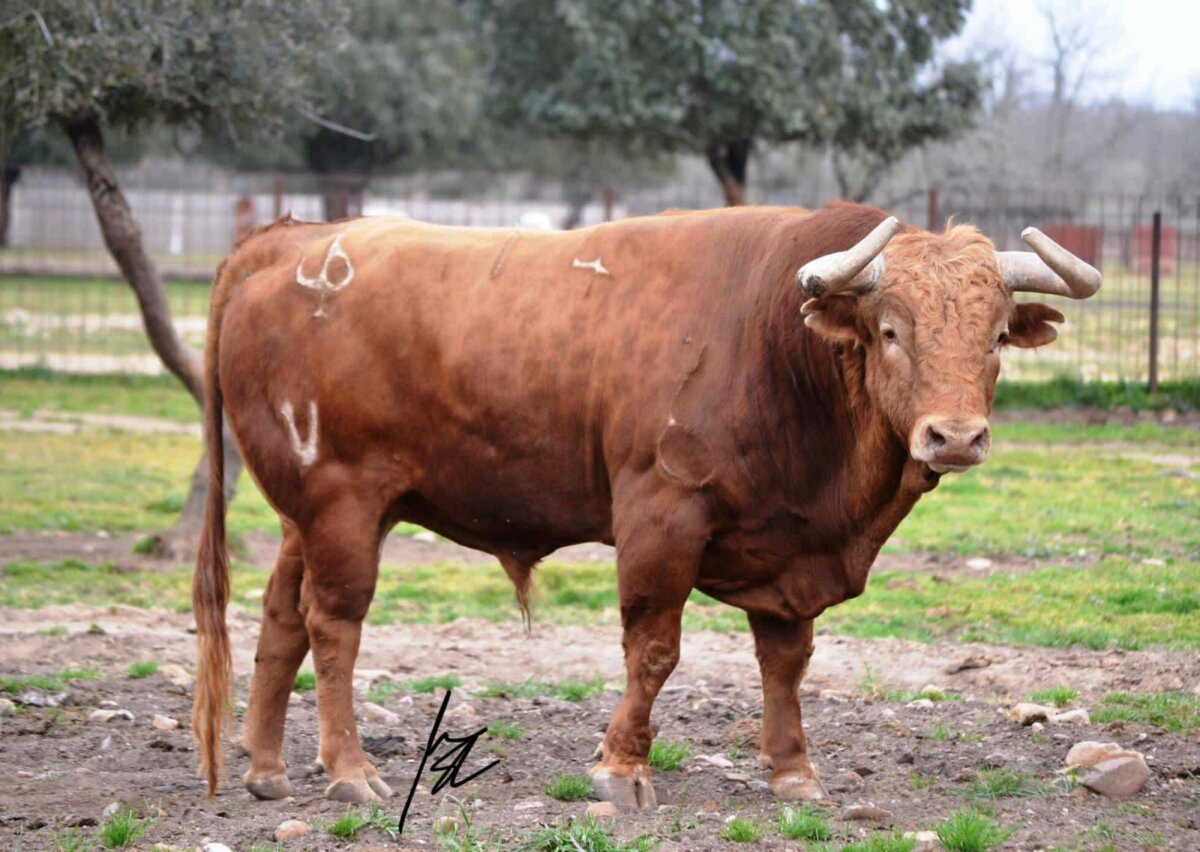 Así será la corrida de toros que Pedraza de Yeltes lidiará en Arles