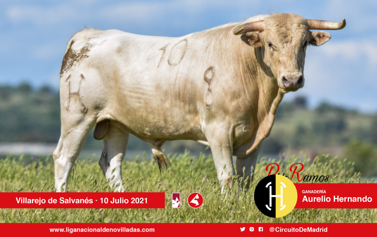 Los novillos de Aurelio Hernando y Zacarías Moreno para Villarejo de Salvanés
