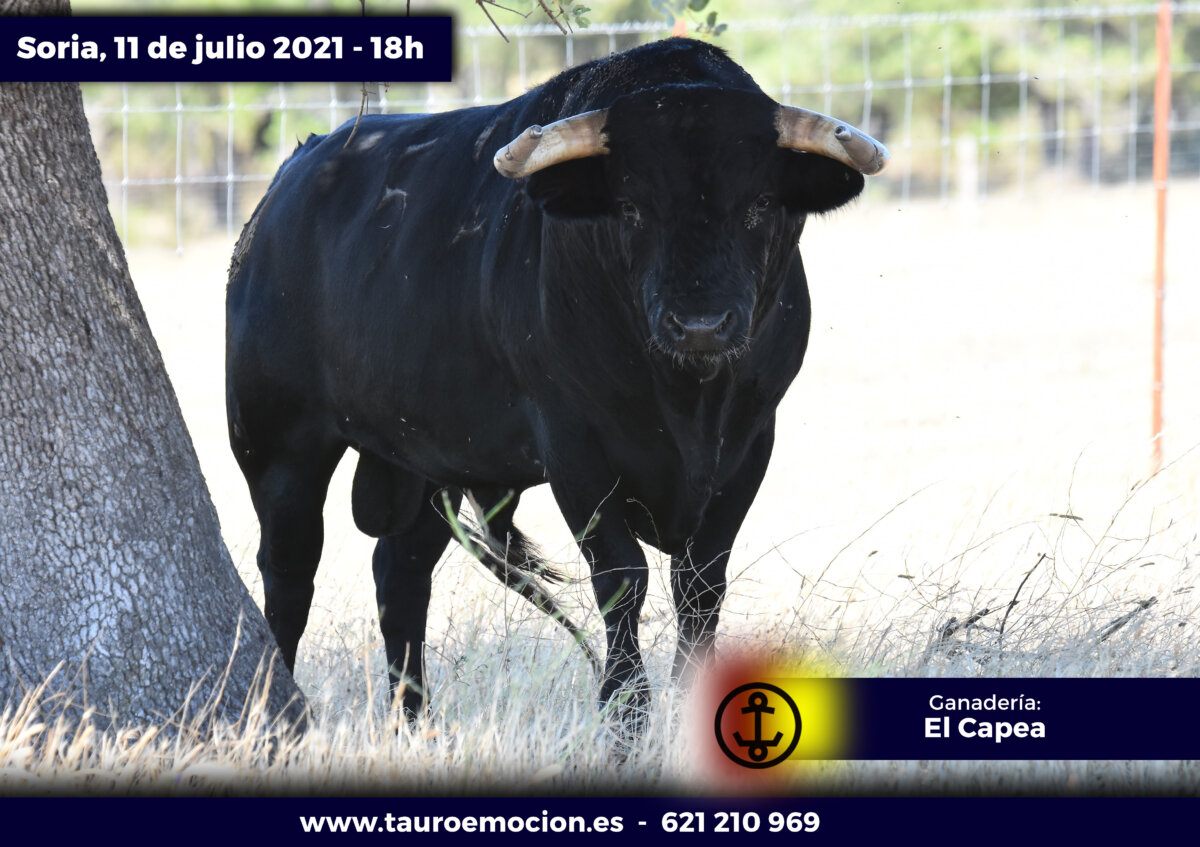 Los murubes de Capea para el mano a mano de Soria