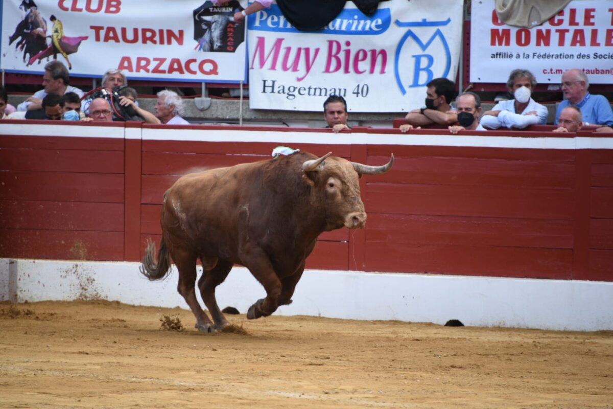 Mont de Marsan ya conoce los primeros detalles de su feria