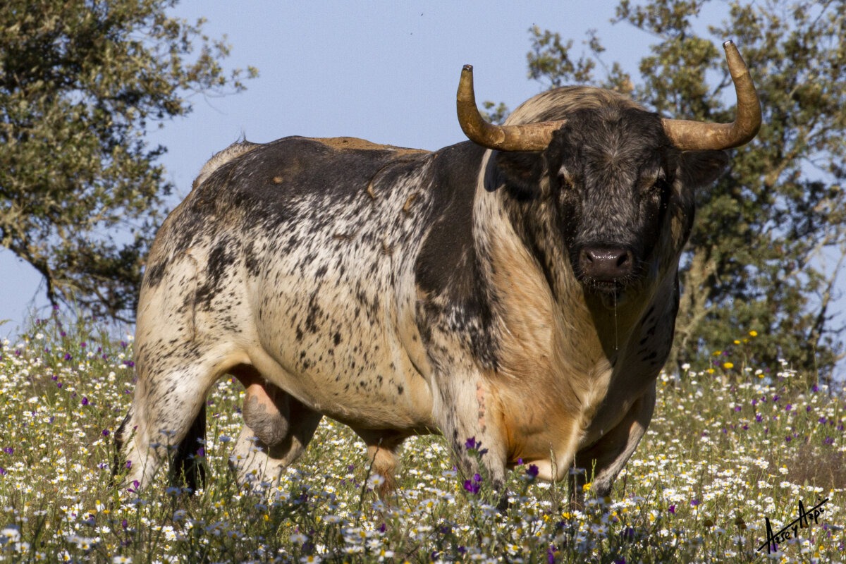 Murteira, lleno e indulto en Évora con el corridón previsto para Madrid