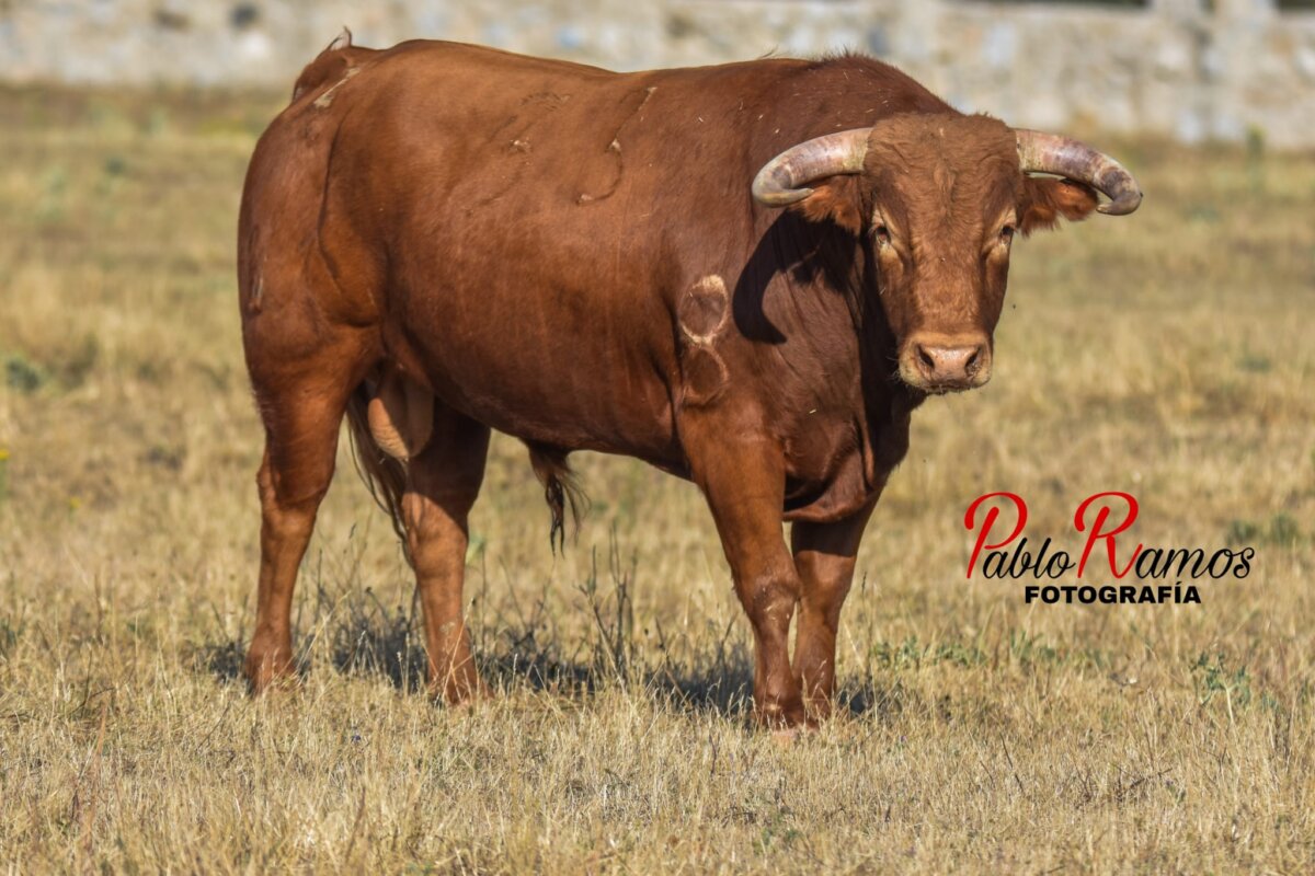 Ángel Luis Peña y Los Eulogios, duelo ganadero en la final del circuito de Madrid