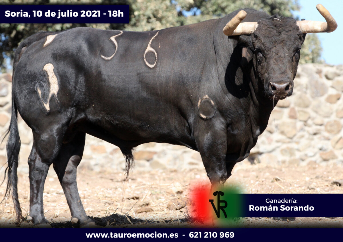 Serio encierro de Román Sorando para este sábado en Soria