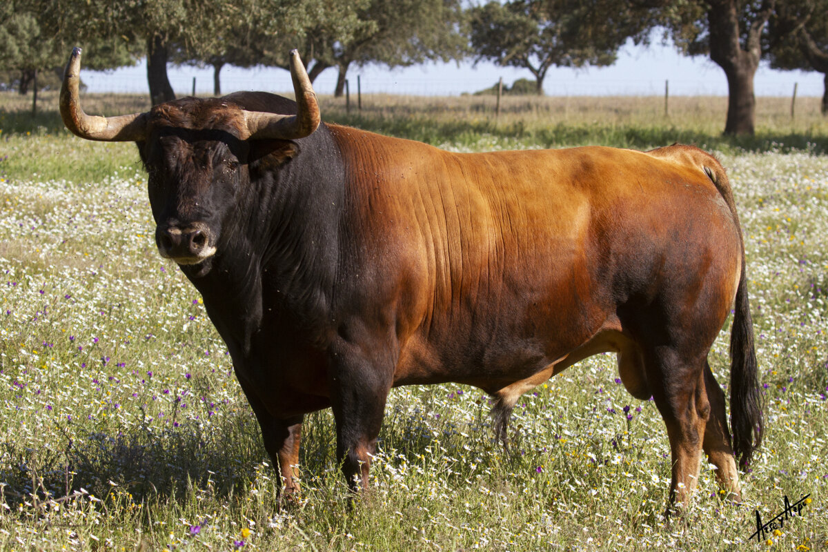 Imponentes murteiras para este sábado en Évora