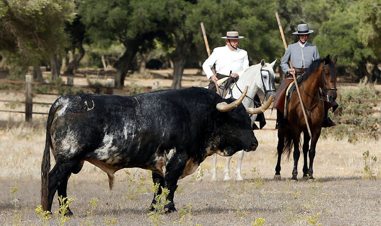 Morante y Torrestrella, encuentro en El Carrascal